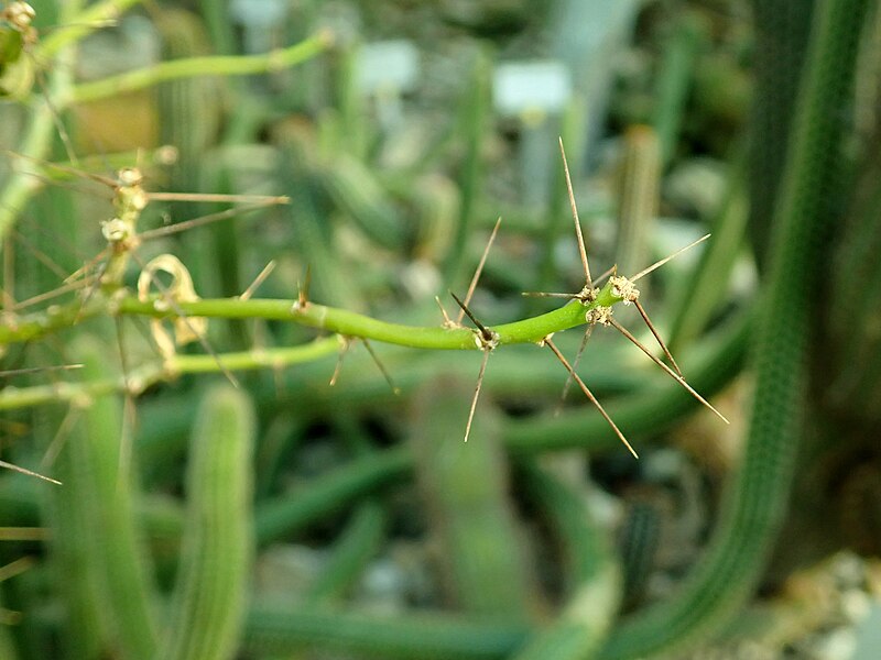 File:Leuenbergeria marcanoi 2020-02-08 7084.jpg