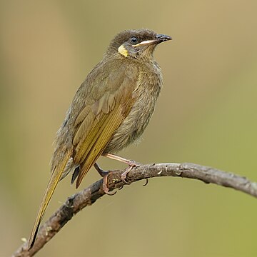 Lewin's honeyeater