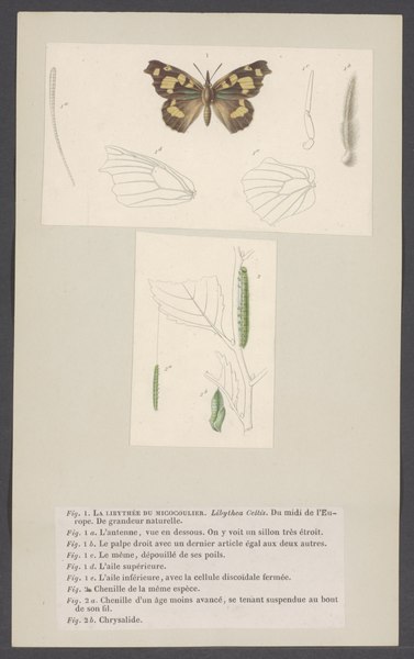 File:Libythea - Print - Iconographia Zoologica - Special Collections University of Amsterdam - UBAINV0274 003 02 0003.tif