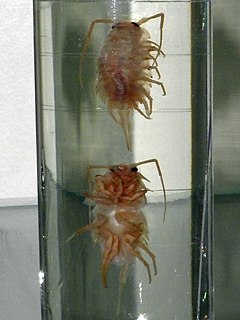 <i>Ligia cinerascens</i> Species of woodlouse