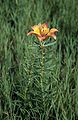 Lilium bulbiferum in habitat, Central Sudetes Mts., Poland