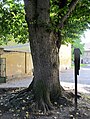 Čeština: Pamáná lípa před školou v Tyršově ulici v Bělé pod Bezdězem, okres Mladá Boleslav, ČR English: Famous lime tree next to school Bělá pod Bezdězem in Mladá Boleslav District, Czech Republic