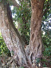 Litchi: Étymologie, Nomenclature, Synonymes