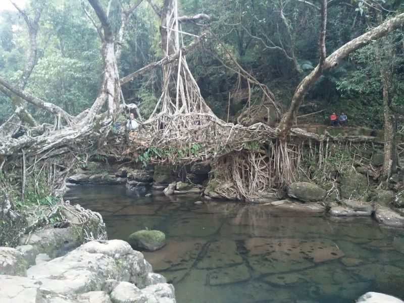 File:Living Root Tree Bridge.jpg