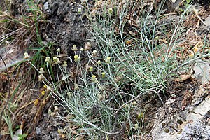 Rock stone immortelle (Phagnalon saxatile)