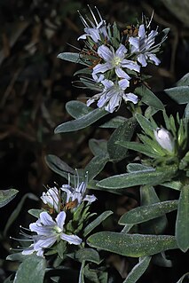 <i>Lobostemon montanus</i> Boraginaceae species endemic to the Cape Floristic Region of South Africa