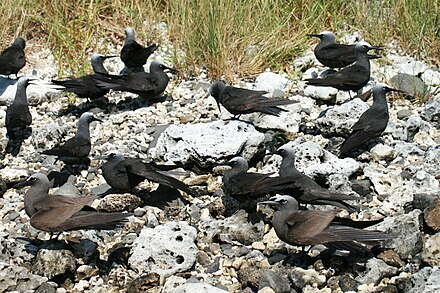 Lord Howe Island birdlife