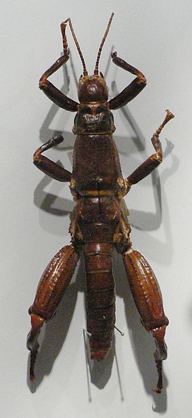 File:Lord Howe Island stick insect Pengo.jpg