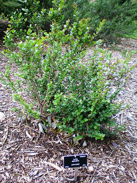 File:LumaApiculata001.JPG