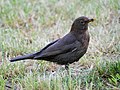 Blackbird, female