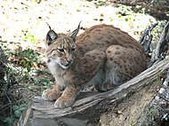 The Eurasian lynx (Lynx lynx), the biggest threat to juvenile reindeer Lynx.lynx-ZOO.Olomouc1.jpg