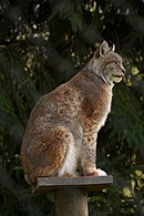 Lynx lynx Białowieża p.jpg