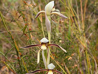 <i>Lyperanthus serratus</i> species of plant