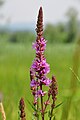 ... and Lythrum salicaria