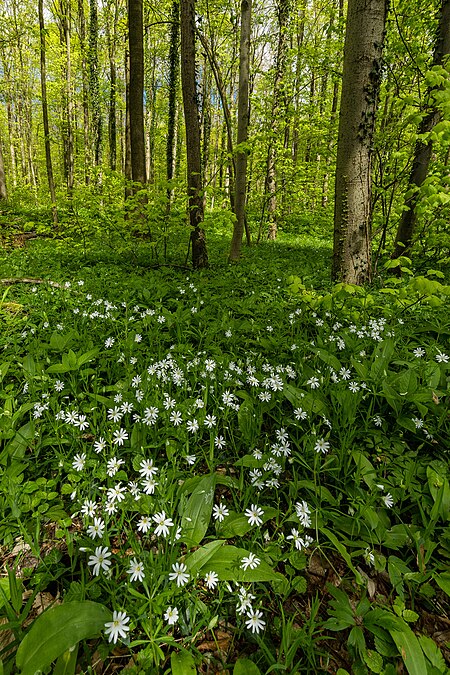 MU Maaßeler Lindenwald 3489