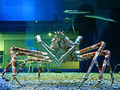 Macrocheira kaempferi, Crabes-araignées géants à l'aquarium Kaiyukan