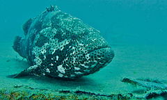 Malabar Grouper (Epinephelus malabaricus) (8502057283).jpg