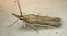 Male E.behrii with knob on antennae Male etiella.jpg
