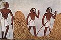 BC1422-1411頃。墓の壁画に描かれた麦を刈る農夫たち。