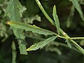 Malvaceae - Althaea cannabina-2.JPG