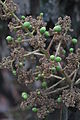 Inflorescencia marchita con cuajado de frutos