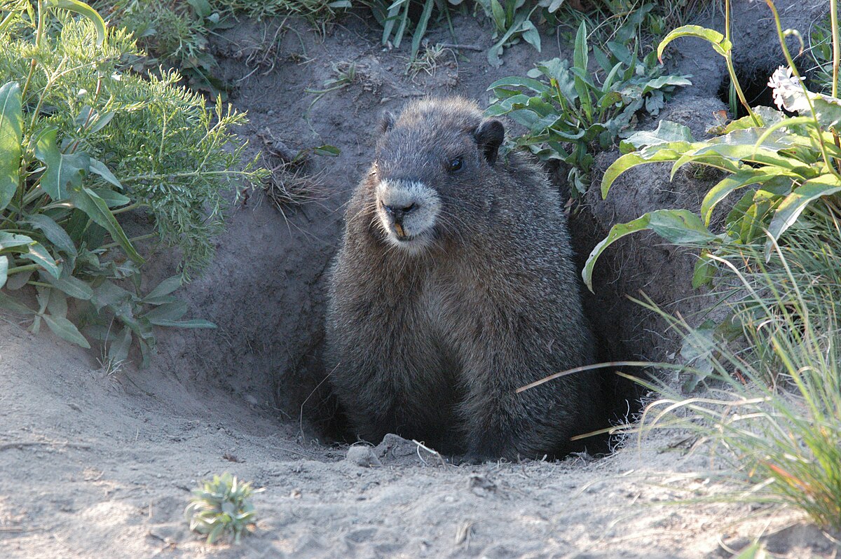 File:Marmot.jpg – Travel guide at Wikivoyage