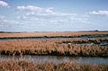 Marsh vegetation in summer in wetlands.jpg