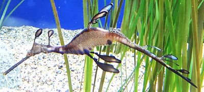 Mba weedyseadragon.JPG