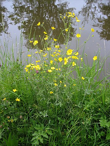 Ranunculus