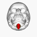 Medulla-animated as it protrudes from the foramen magnum of the skull-base, after which it gives rise to the spinal cord. Medulla oblongata and foramen magnum animation small.gif