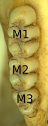 M1, M2 va M3 deb nomlangan, bir-birlari bilan chambarchas bog'langan suyakdagi uchta molar.