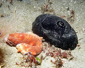 A large California keyhole limpet (right) with a sea cucumber