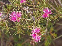 Melaleuca calyptroides