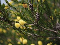 Melaleuca lutea