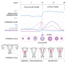 Menstruační cyklus a průbeh hladin LH