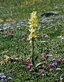 Orchis pauciflora Italy - Umbria