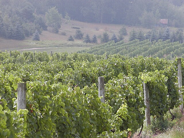 A vineyard in Leelanau County. The county comprises the Leelanau Peninsula American Viticultural Area.