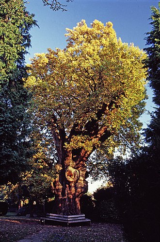 Michenden Oak in 1999 Minchenden Oak, Garden of Remembrance, Waterfall Road, N14. - geograph.org.uk - 327201.jpg