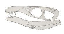 Miodentosaurus skull.jpg