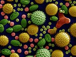 Pollen från olika växter