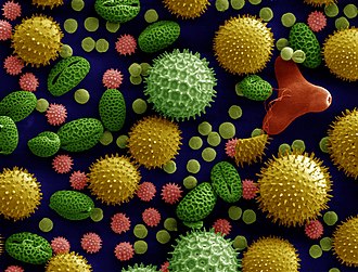 Colourised SEM image of pollen grains from common plants Misc pollen colorized.jpg