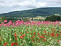 Vorschaubild der Version vom 21:06, 29. Mai 2018