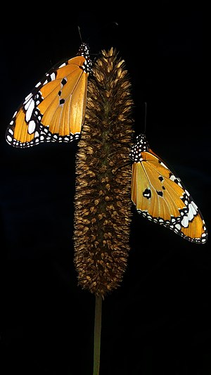 Monarch Butterfly on Silver Pearl Millet Plant