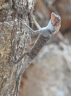 Description de l'image Monilesaurus rouxii from Ezhimala, Kannur by Manoj Karingamadathil.jpg.