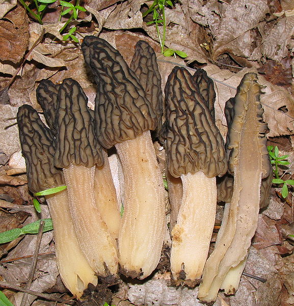 File:Morchella elata 83538.jpg