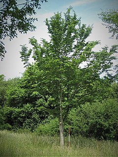 <i>Ulmus</i> Morfeo Elm cultivar