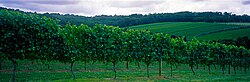 Mornington Peninsula Vineyard.jpg