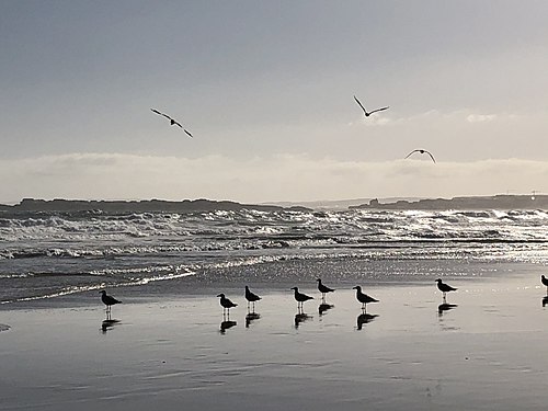 Seagulls watching the swell