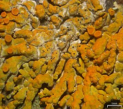 Muellerella lichenicola - Flickr - pellaea (1).jpg