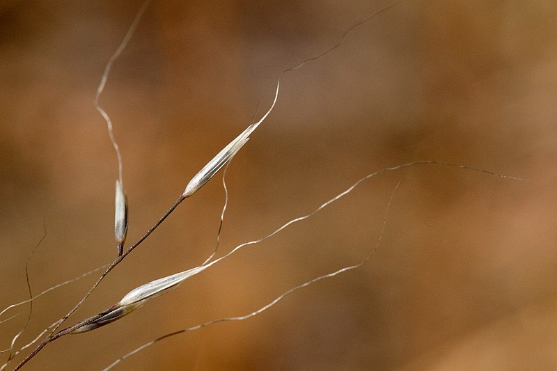 File:Muhlenbergia montana - Flickr - aspidoscelis.jpg